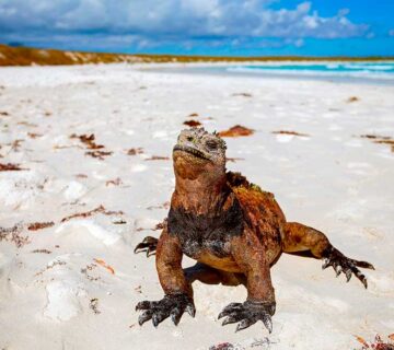 Iguana marina 360x320