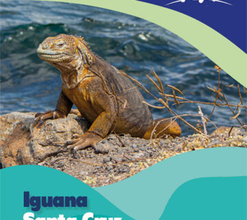 Iguana5 1 360x320