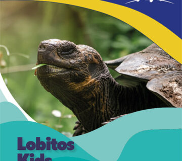 Lobitos5 1 360x320